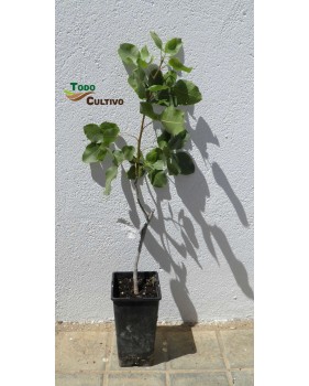Pistacho Injertado Kerman Hembra.