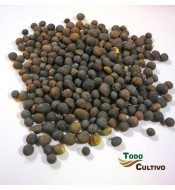 Veza villosa (Vicia VILLOSA...