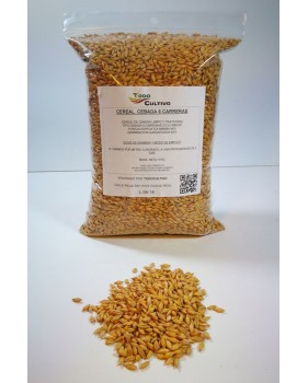 Cebada de seis carreras (Hordeum vulgare) 5 Kilos