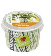 Kit plantacion semillas Salvia