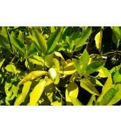 Quelato de hierro Foliar 9%...