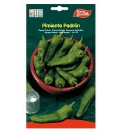 Pimiento Padrón