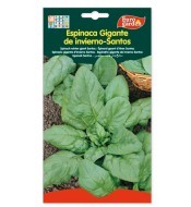 Espinaca Gigante de...