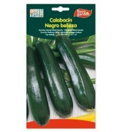 Calabacín negro belleza