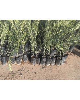 Olivo Hojiblanca. Planta de 1 año.