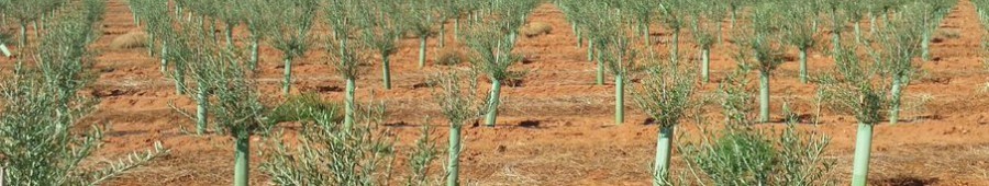 arboles jovenes plantones pistachos almendro sinjertados olivos