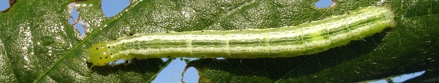 insecticidas huerto y jardin sin carnet manipulador fitosanitarios