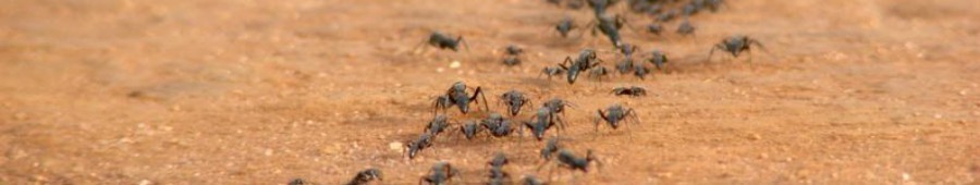 insecticidasgranuladosusodomesticocaracolesbabosassincarnet
